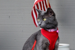 Gracie goes everywhere.