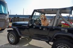 One day, I drove the Jeep. Bailey liked it.