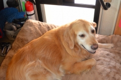 Now Bailey can rest on her bed our of our way.