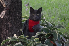 Gracie in the plants.