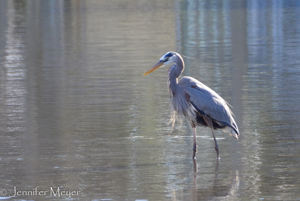 Heron haven.