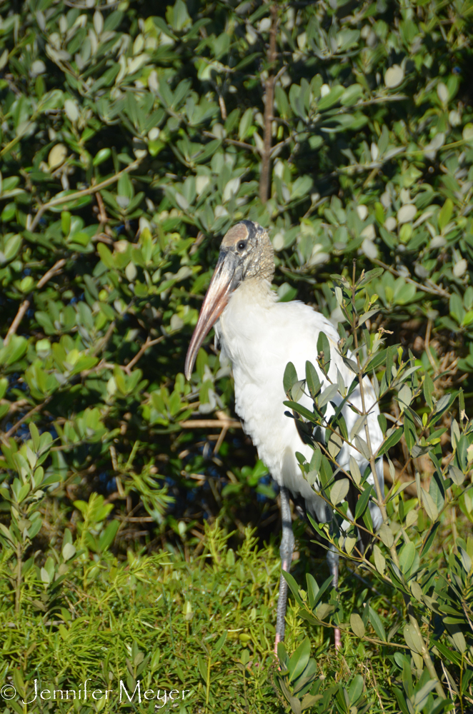 Stork in the campground.