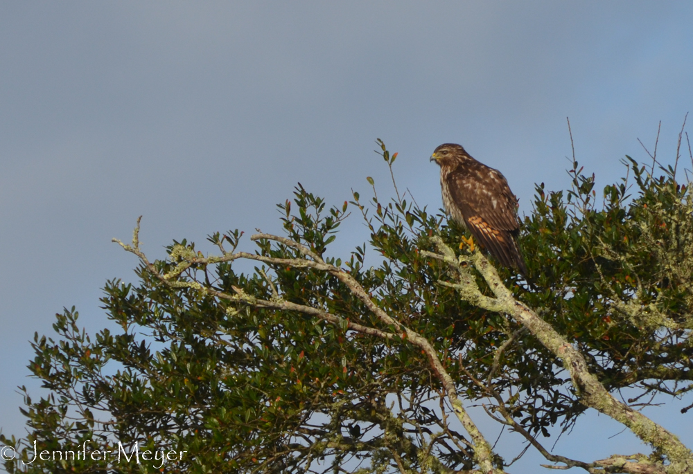 Hawk in a tree.