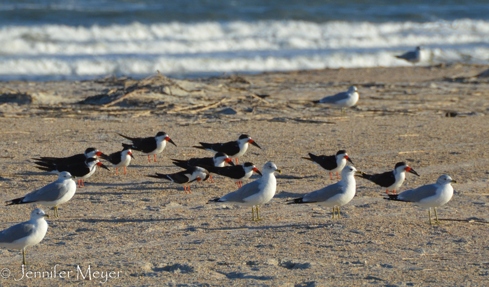 I love these crazy red-beaked terns.