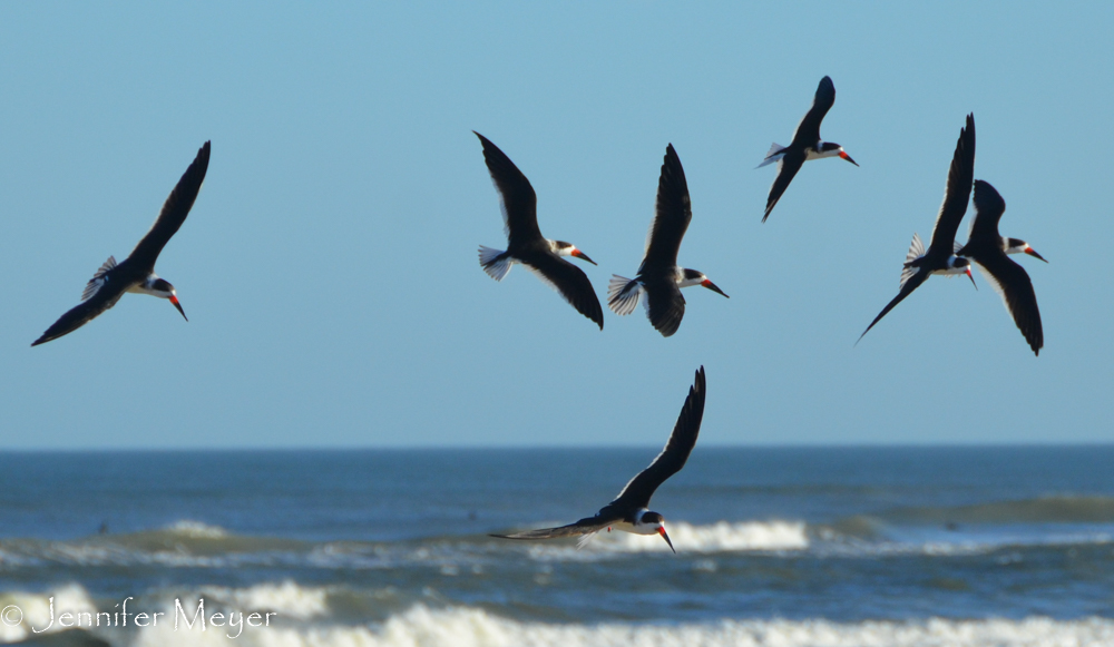 They look like cartoon birds to me.