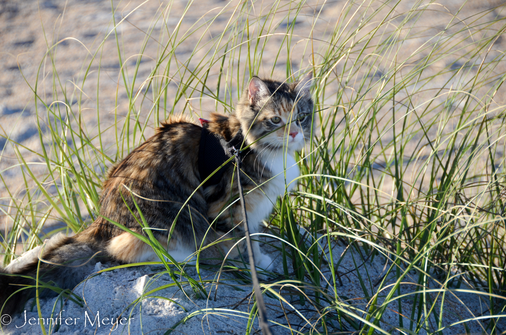 Gypsy hides in the beach grass.
