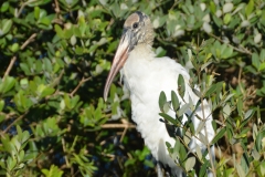 Stork in the campground.
