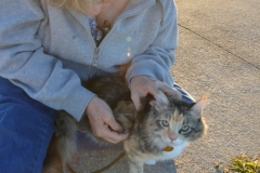 Plucking sand spurs off the cat.