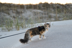 Checking out the beach.