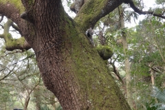 Gypsy liked the tree. Can you find her?