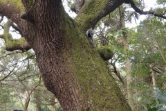 Gypsy liked the tree. Can you find her?