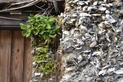 Building made of coquina rock.