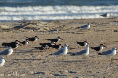 I love these crazy red-beaked terns.