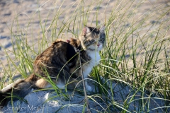 Gypsy hides in the beach grass.