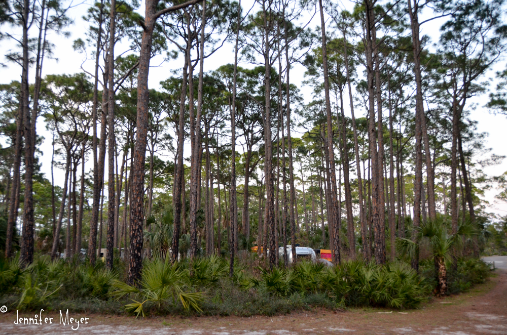 Campsites hidden in a pine grove.