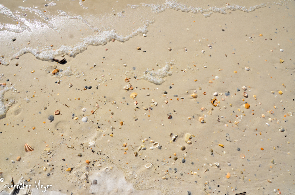 Shells and sea foam.