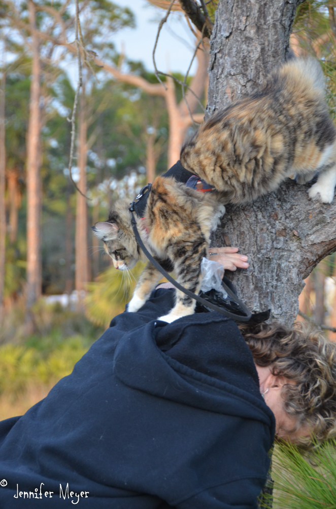 Taking the easy way down.