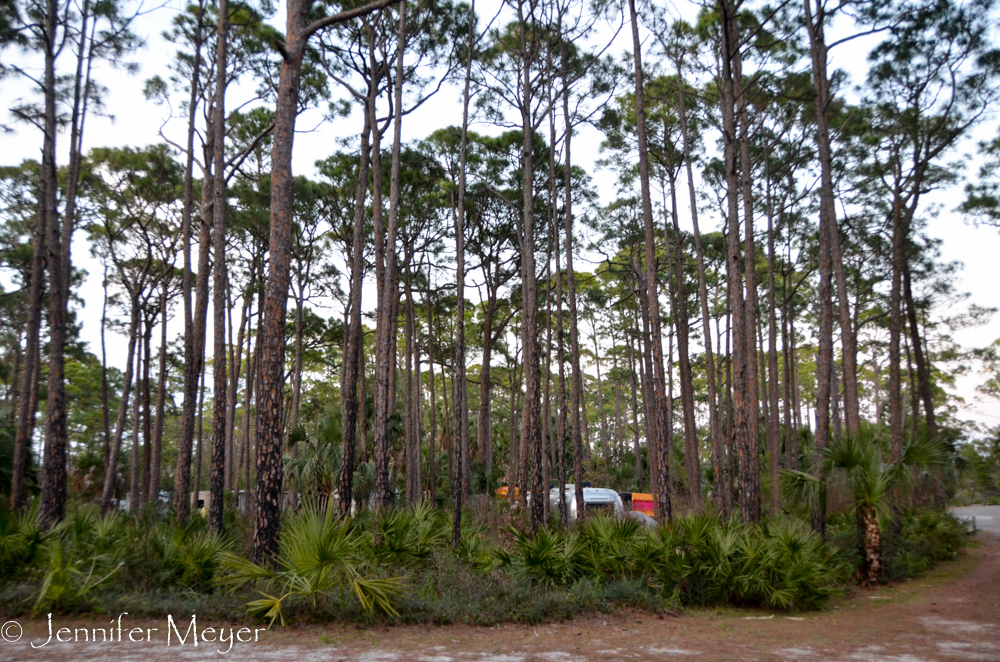 Campsites hidden in a pine grove.