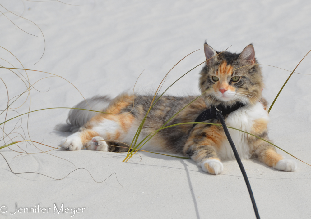 Gypsy normally likes beaches.