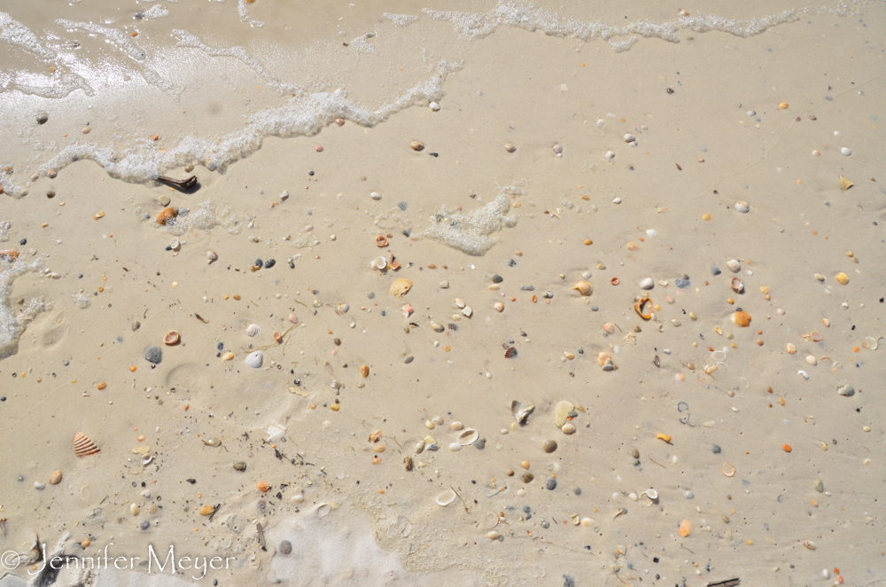 Shells and sea foam.