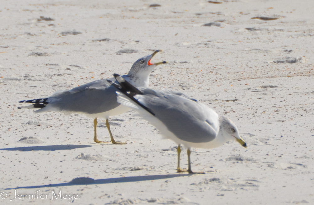 Crying gulls.