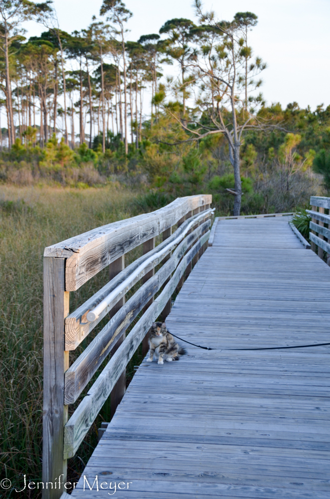 After dinner pet walk.