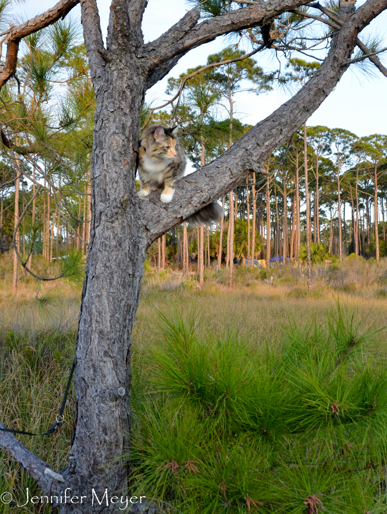 Cat up a tree.