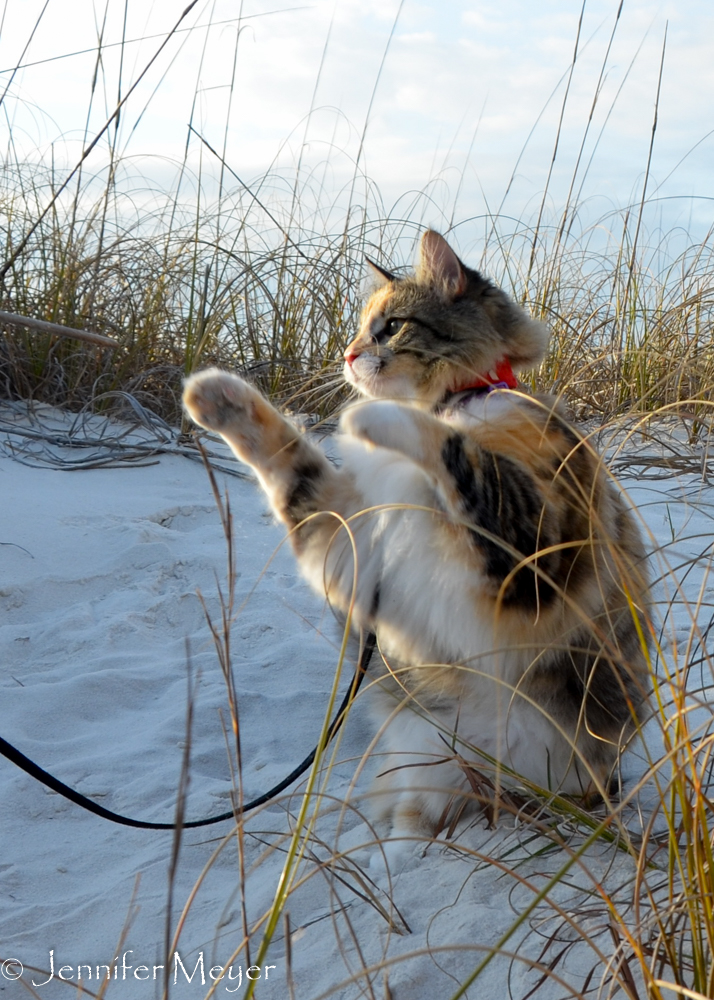 But no pets allowed.