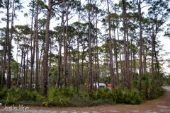 Campsites hidden in a pine grove.