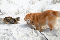 Gypsy tries to join in.