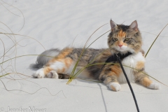 Gypsy normally likes beaches.