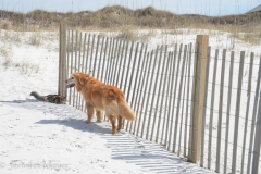 And hid behind a fence.