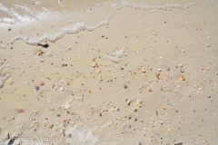 Shells and sea foam.