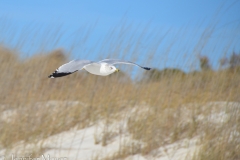 Gull in the wind.