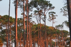 I returned to the beach for sunset.