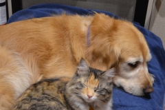 Tucked in for the night.