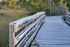 After dinner pet walk.