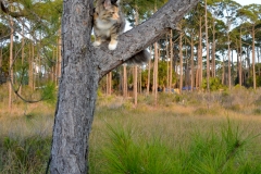 Cat up a tree.