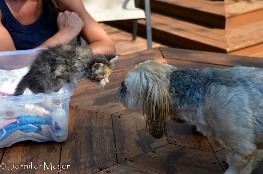 Their dog, Marco, was smitten with Gypsy.