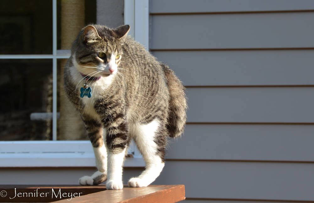 Their cat, Sam, didn't care for either Gypsy or Bailey.