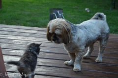 Marco was intently focused on Gypsy.