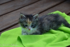 Gypsy wasn't afraid at all.