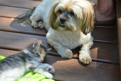Marco watches over Gypsy while she naps.