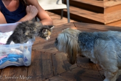 Their dog, Marco, was smitten with Gypsy.