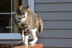 Their cat, Sam, didn't care for either Gypsy or Bailey.