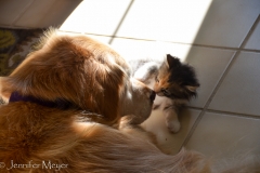Bailey and Gypsy cuddle.