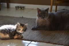 This is as close as Gypsy got to Sooze's cat.