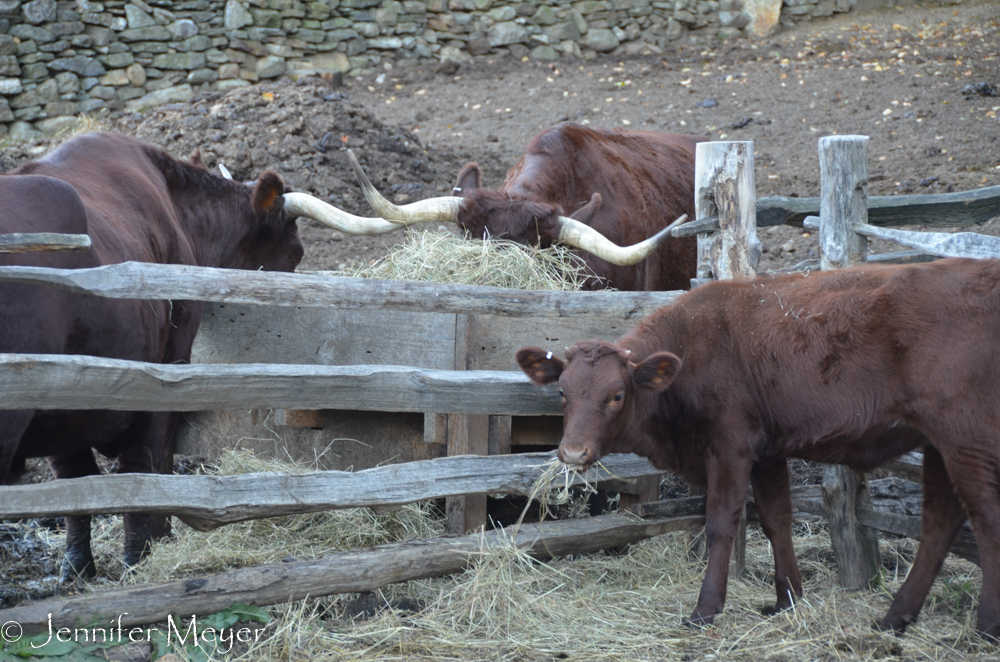 This calf ate hay with the oxen.