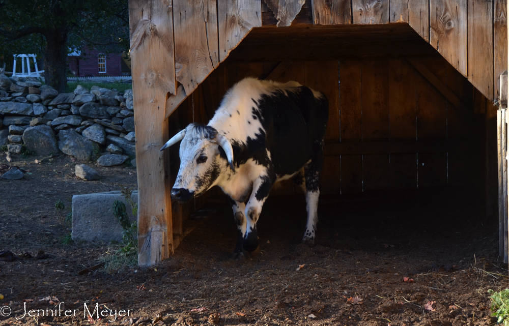 Cow in a barn.