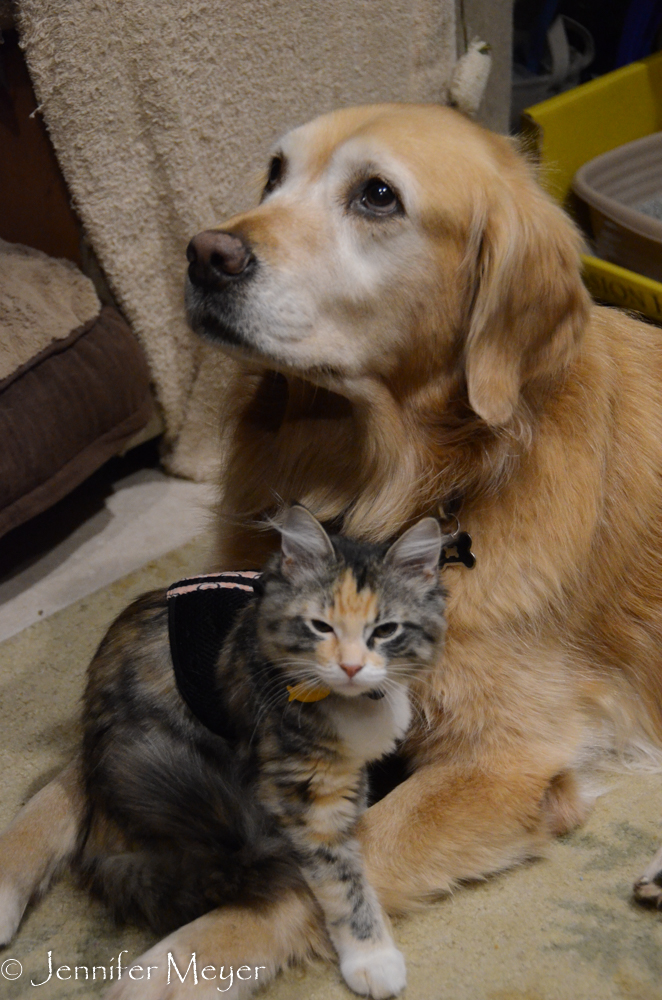 This kids were waiting patiently when we arrived home.